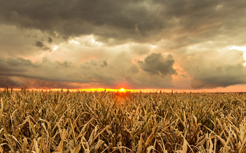Sunset and stormy sky over drop crop field