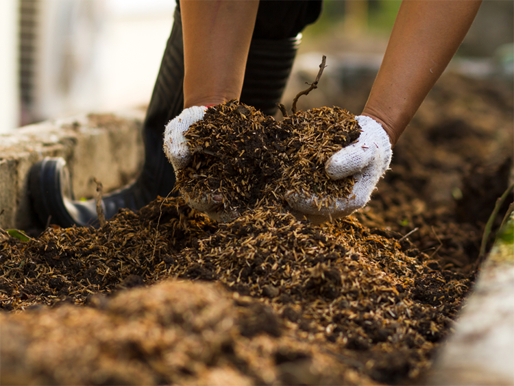 Gardener scooping compost