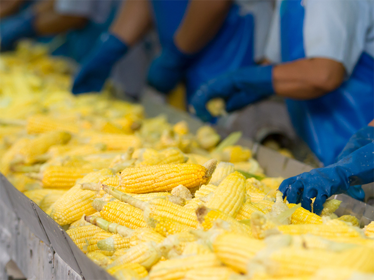 Corn processing plant